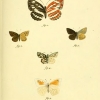 papilio lavatherae plate